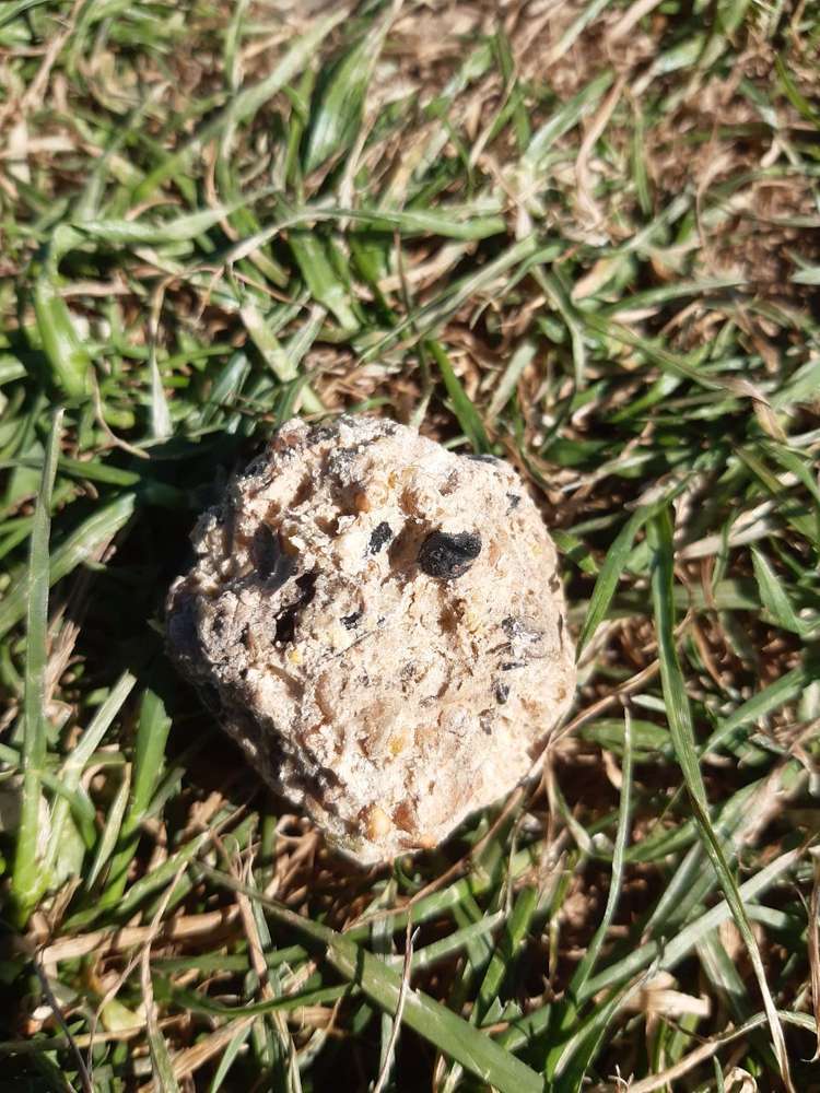 Giftköder-Undefinierbarer Klumpen-Profilbild