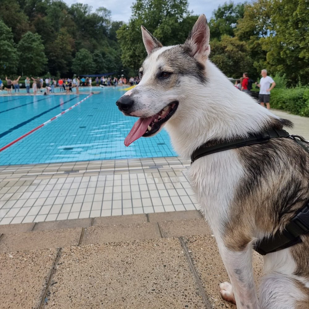Hundetreffen-Suchen Spielkameraden zu austoben-Profilbild