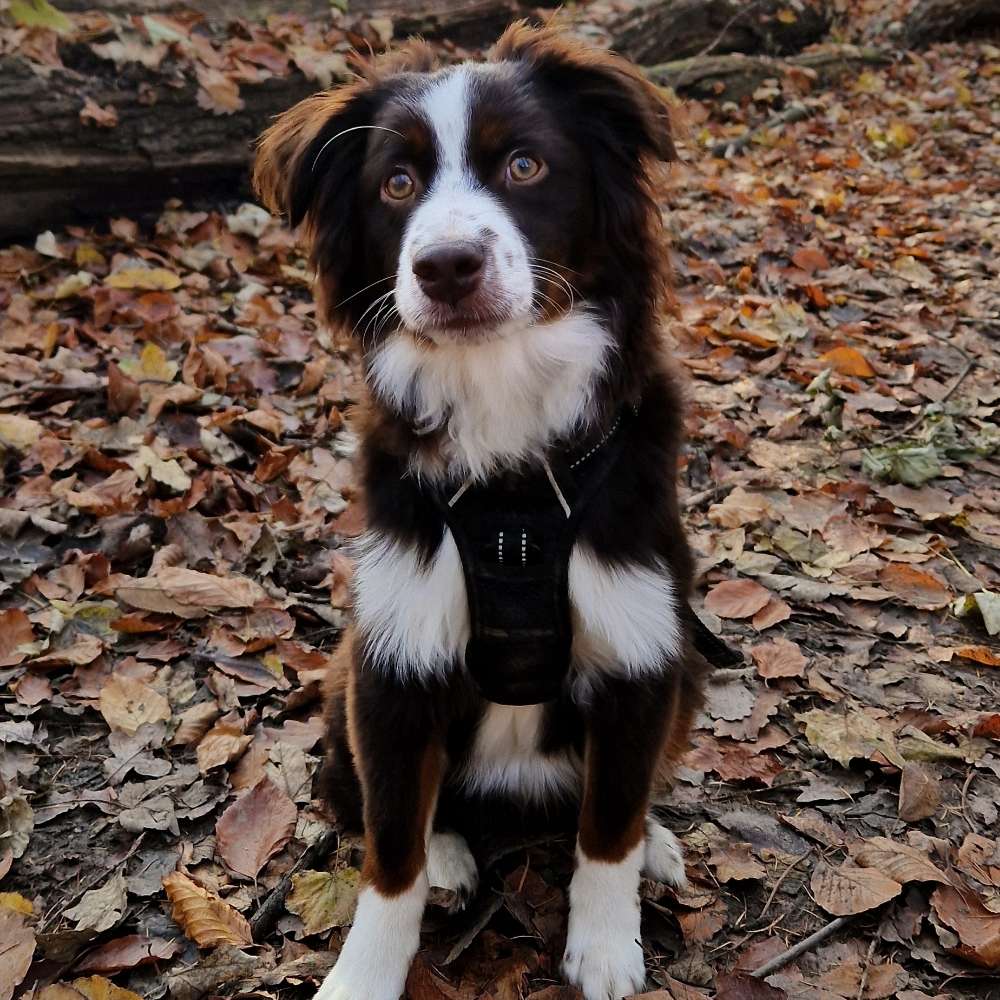 Hundetreffen-Junghundetreff-Profilbild