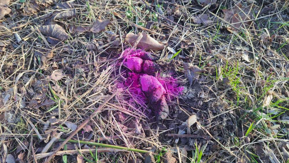 Giftköder-Rotes Pulver-Profilbild