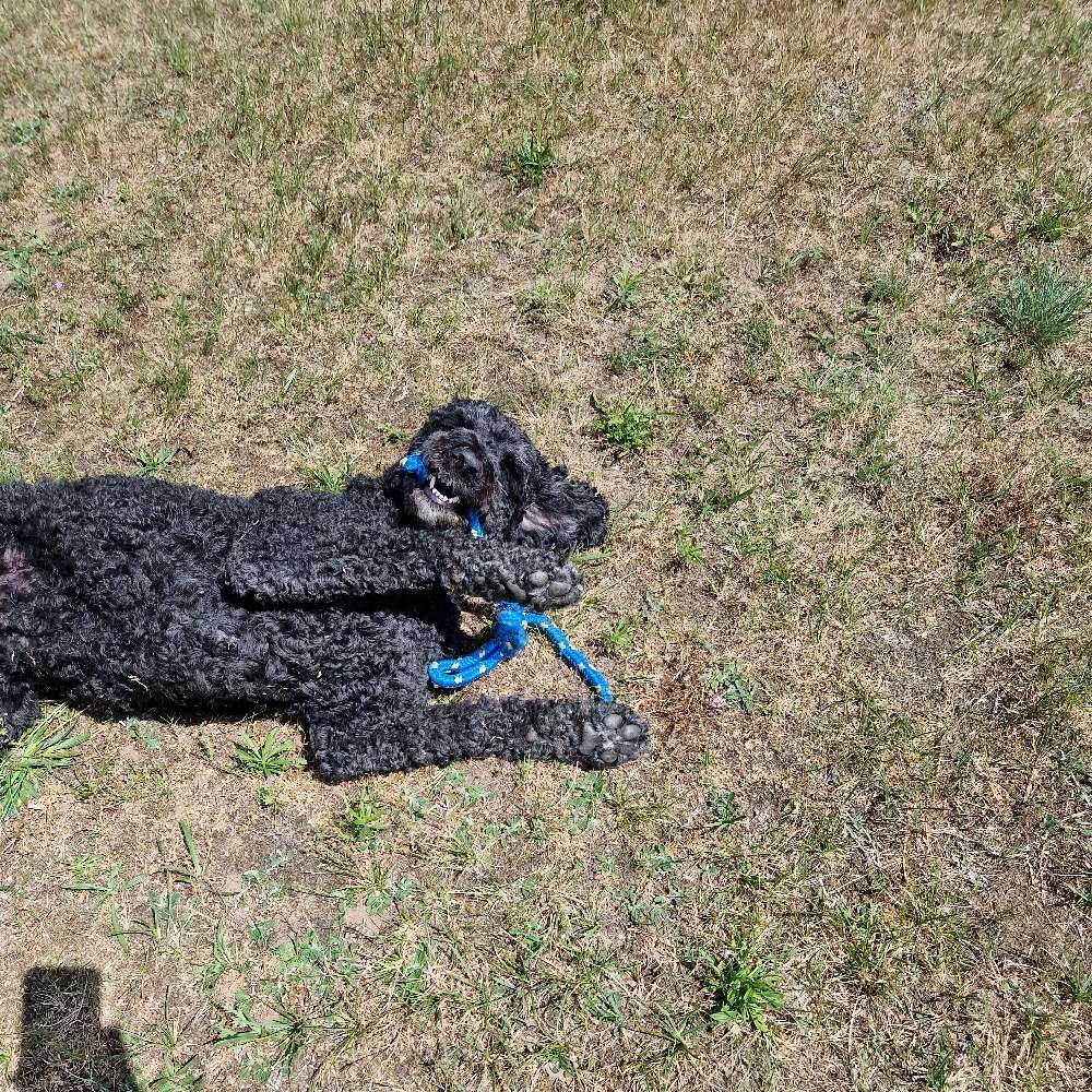 Hundetreffen-Gemeinsame Spaziergänge, Wanderungen etc.-Profilbild