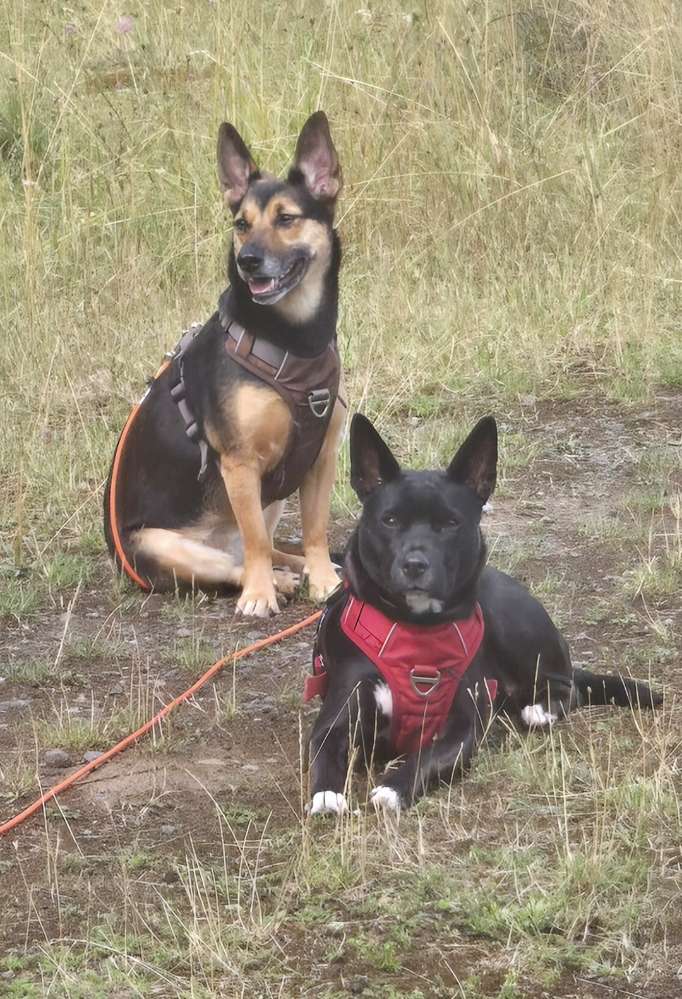 Hundetreffen-Trainingstreffen-Profilbild