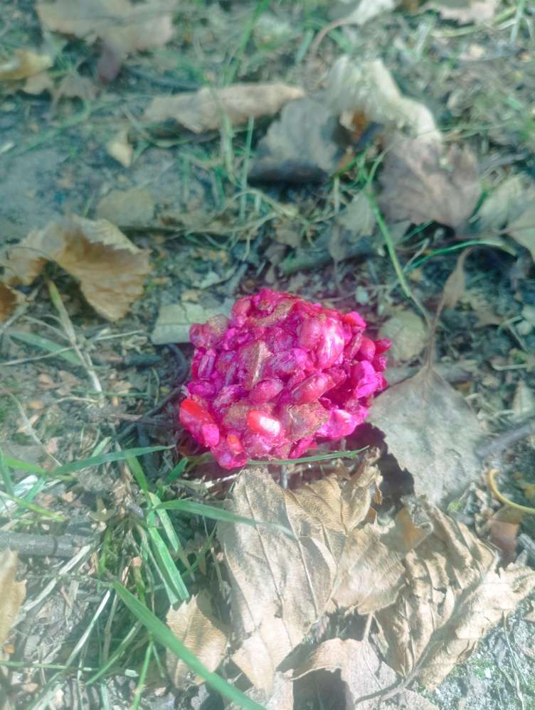 Giftköder-Wieder Giftköder!-Profilbild