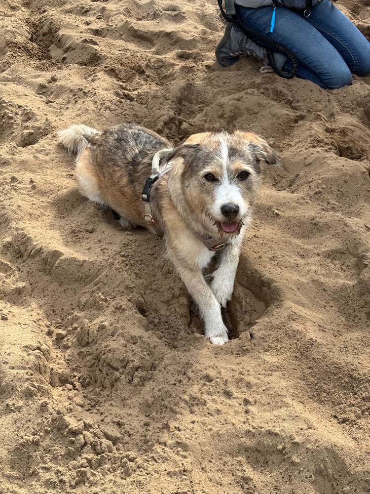 Hundetreffen-Gassirunden, gerne auch Training und Spielpausen-Profilbild