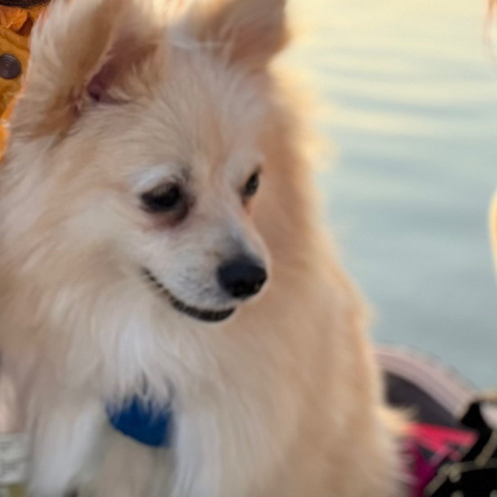 Hundetreffen-Play date-Profilbild