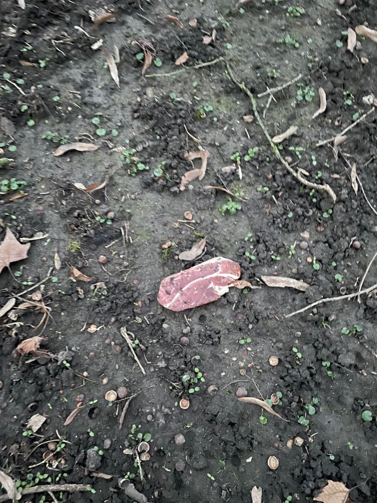 Giftköder-Steak-Profilbild