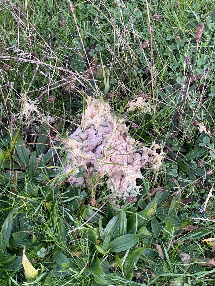 Giftköder-Fragliche Giftköder Kiesgrube-Profilbild