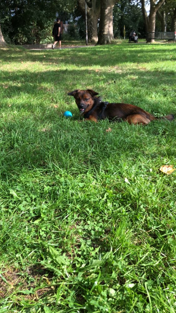 Hundetreffen-Charlie sucht einen Spielgefährten-Profilbild