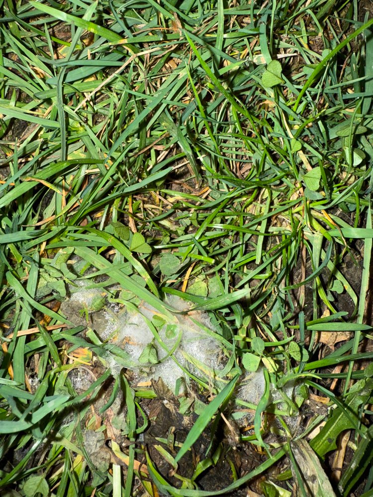 Giftköder-Vorsicht!! Weiße Stellen in der Wiese !-Profilbild