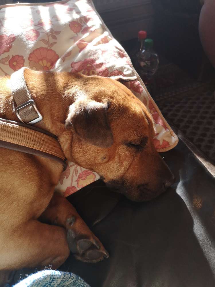 Hundetreffen-Socialwalk Partner für Pöbelfritzen gesucht-Profilbild