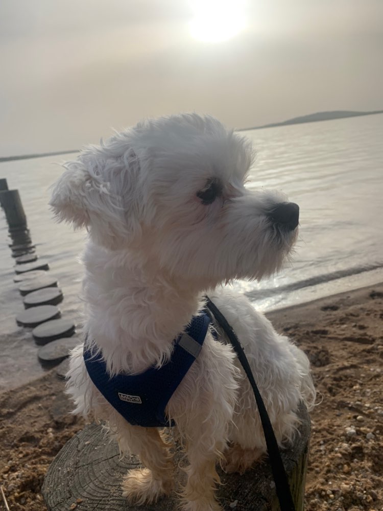 Hundetreffen-Gassi gehen und spielen-Profilbild