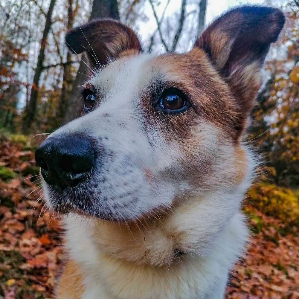 Hundetreffen-Social Walk-Profilbild