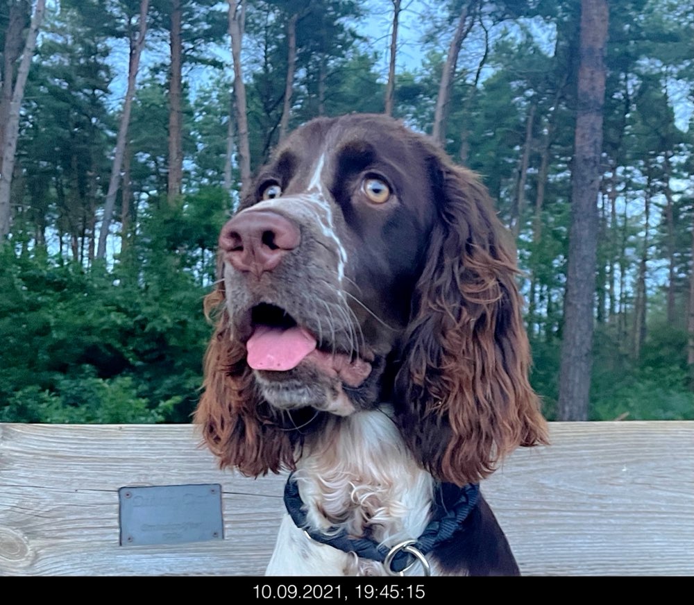 Hundetreffen-English Springer Spaniel sucht Gleichgesinnte-Profilbild