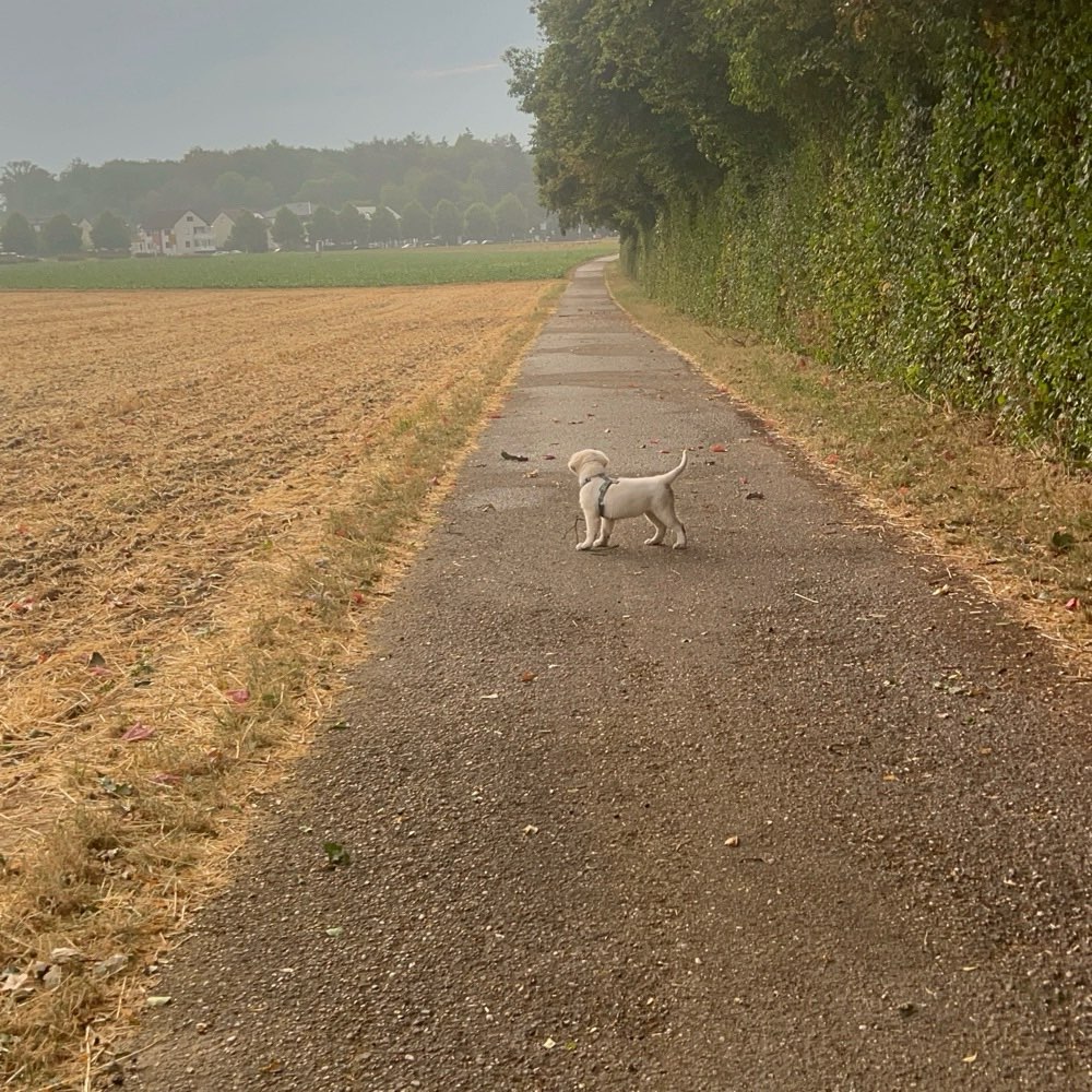 Hundetreffen-Gassigehen am Abend-Profilbild