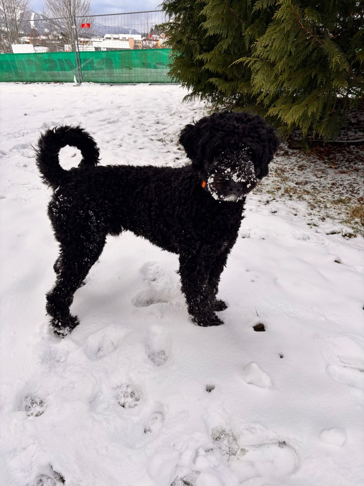 Hundetreffen-Spielfreund gesucht-Profilbild