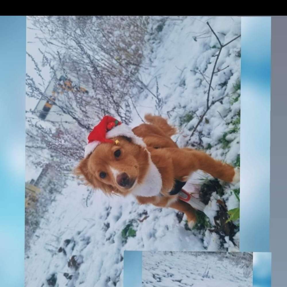 Hundetreffen-Nachmittags Spaziergang-Profilbild