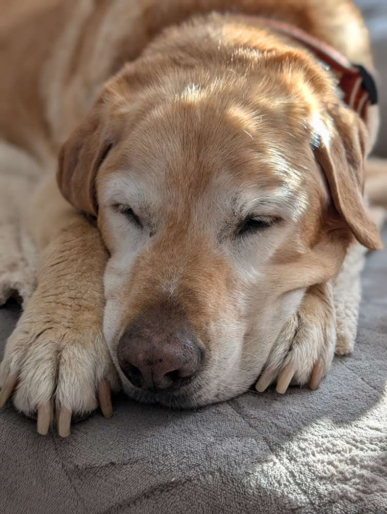 Hundetreffen-Rentner Treffen-Profilbild