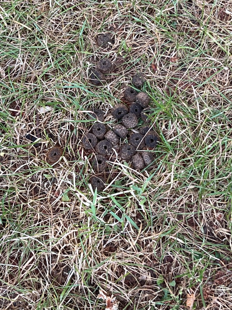 Giftköder-Frei liegendes Hundefutter-Profilbild