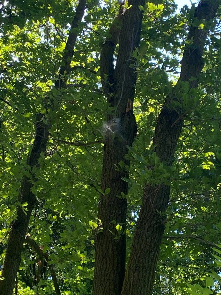 Giftköder-Eichenprozessionsspinner-Profilbild