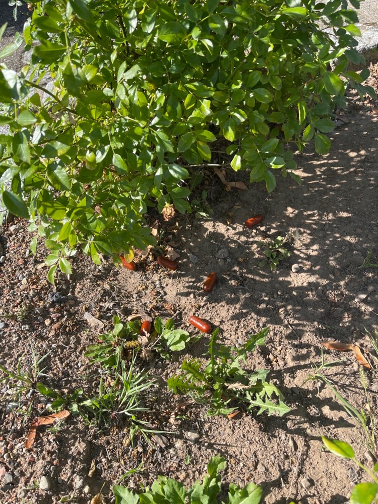 Giftköder-Würstchen Neckarsulm Thüringer Straße-Profilbild