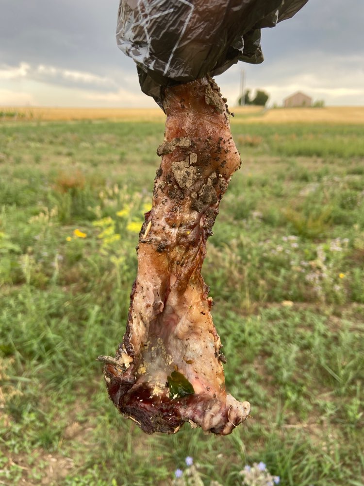 Giftköder-Fleischstück-Profilbild
