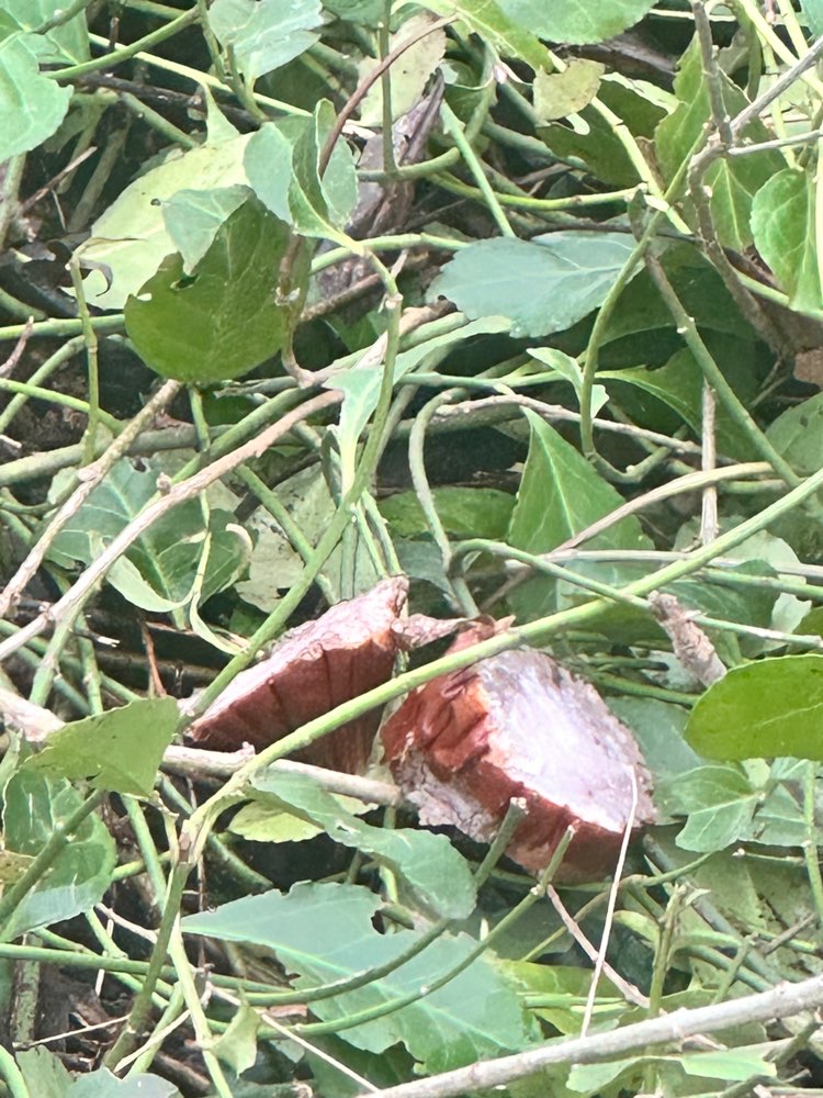 Giftköder-Eventuelle Giftköder-Profilbild