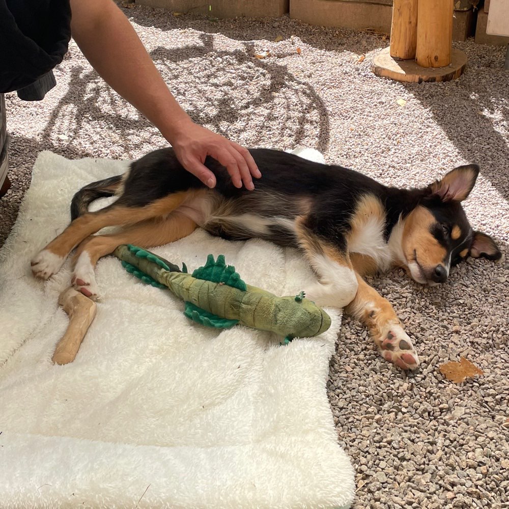 Hundetreffen-Social Walks und Spielfreunde-Profilbild