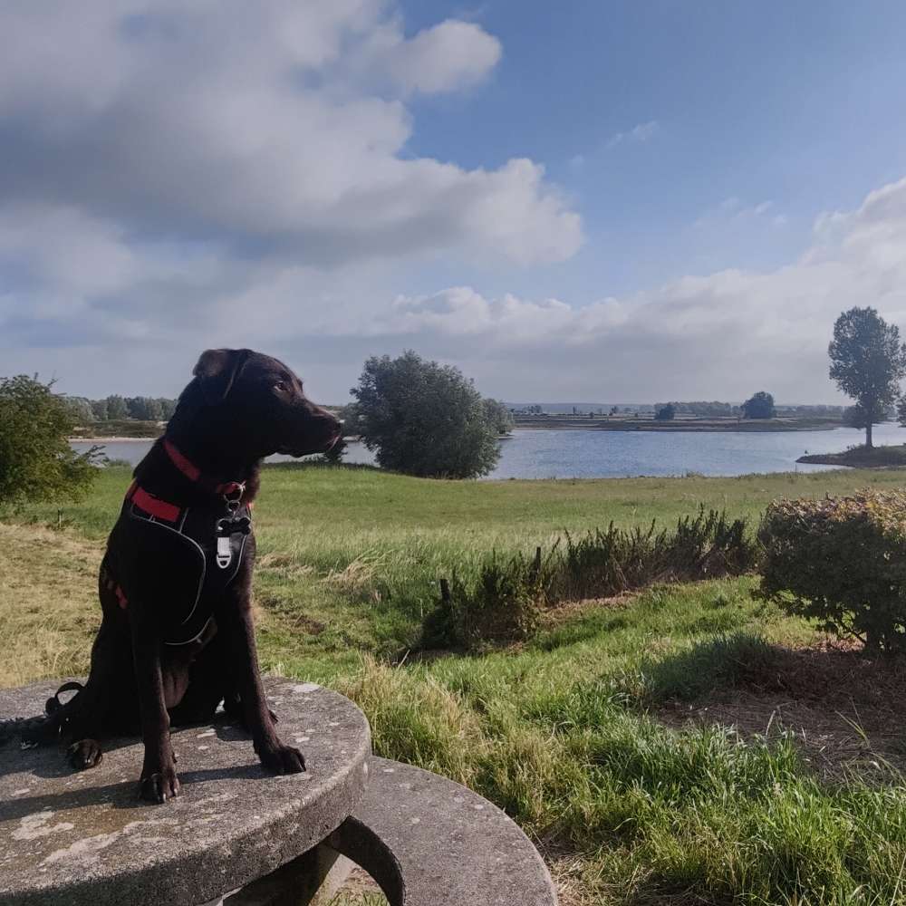 Hundetreffen-Suchen Spielkameraden und Gassirunden-Profilbild
