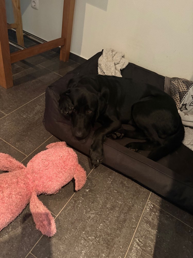Hundetreffen-Gassirunden oder Spielspaß-Profilbild