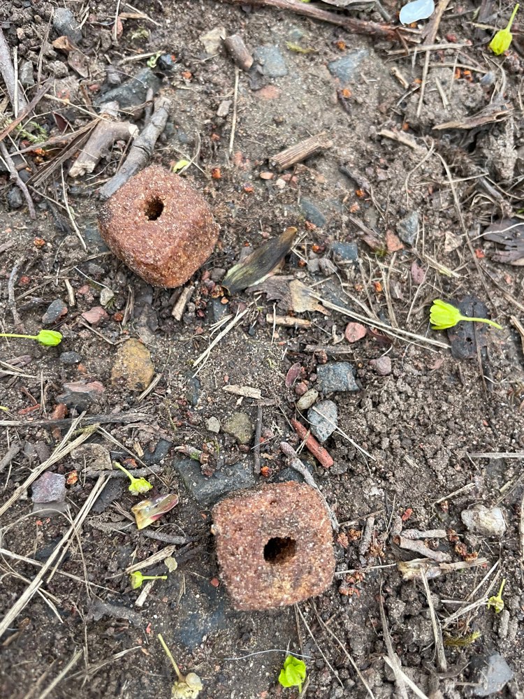 Giftköder-Präpariertes Trockenfutter Tabaksweiher-Profilbild