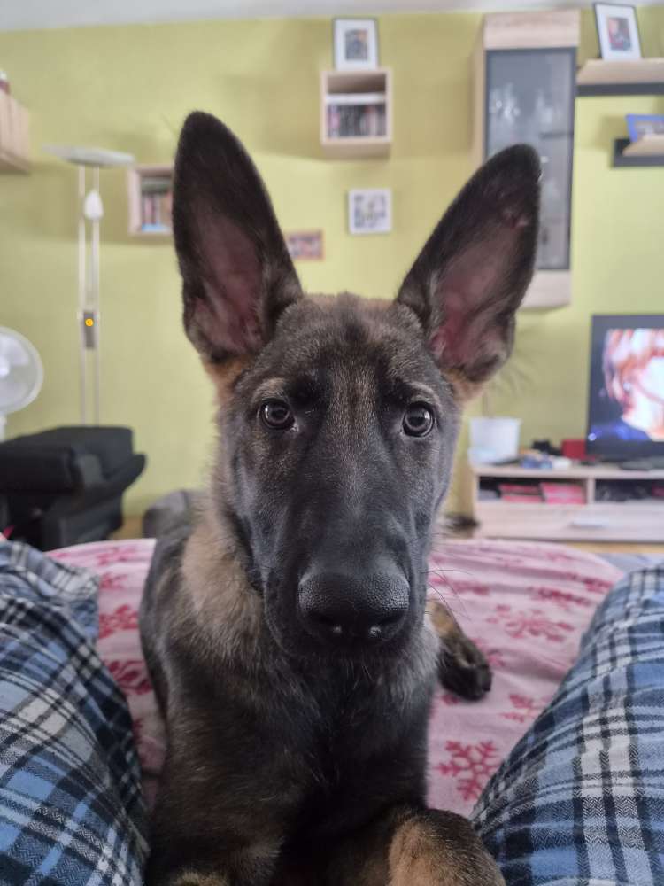 Hundetreffen-Sozial Work in Umgebung-Profilbild