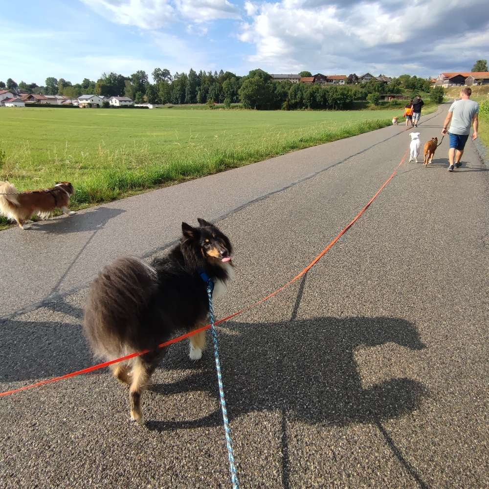 Hundetreffen-Begegnungstraining/ "Social Walk"-Profilbild