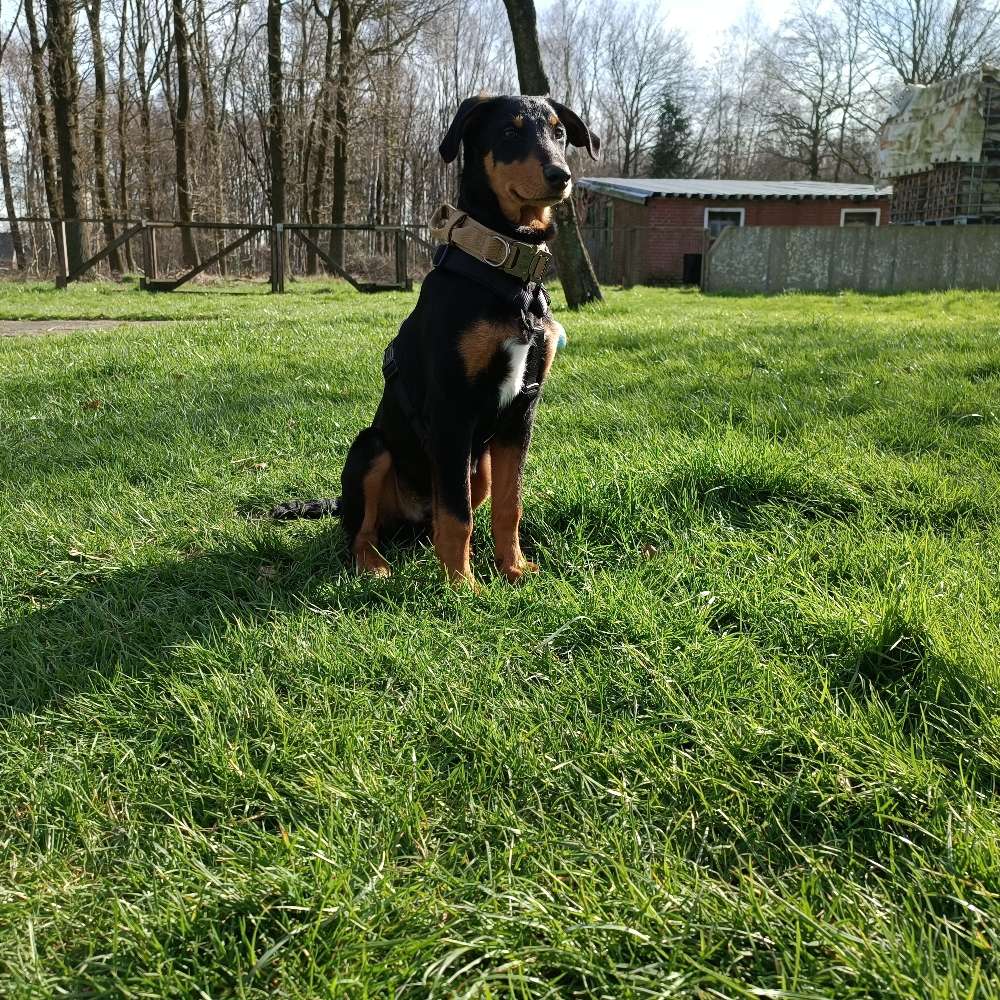 Hundetreffen-Hundetreffen zum spielen und lernen gesucht-Profilbild