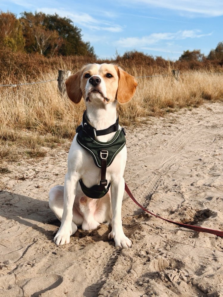 Hundetreffen-Gemeinsame Spaziergänge-Profilbild