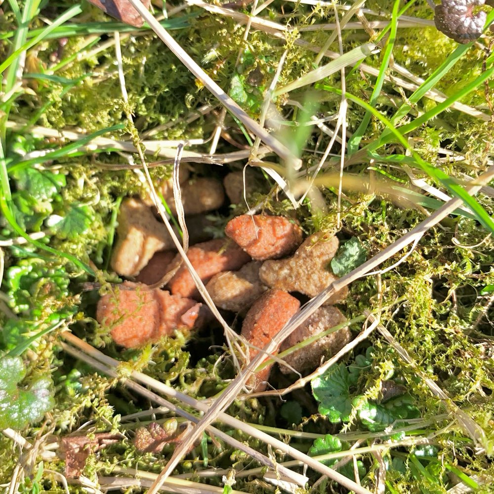 Giftköder-Trockenfutter unter Gras/Moos versteckt!-Profilbild