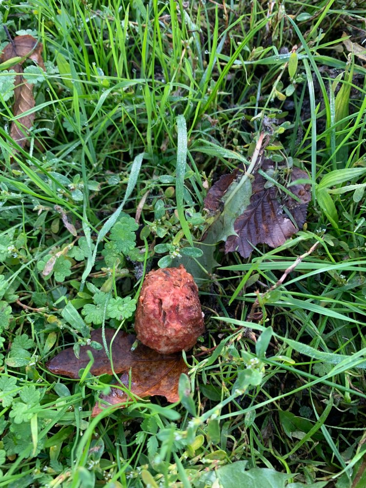 Giftköder-Ausgelegte Köder (Gift?)-Profilbild