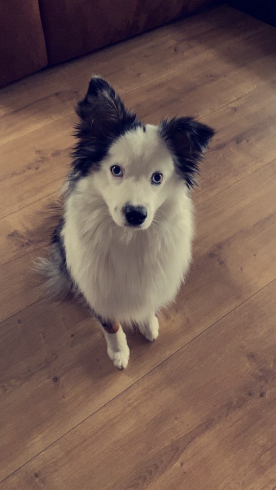 Hundetreffen-Lauffreudige Spielkameraden-Profilbild