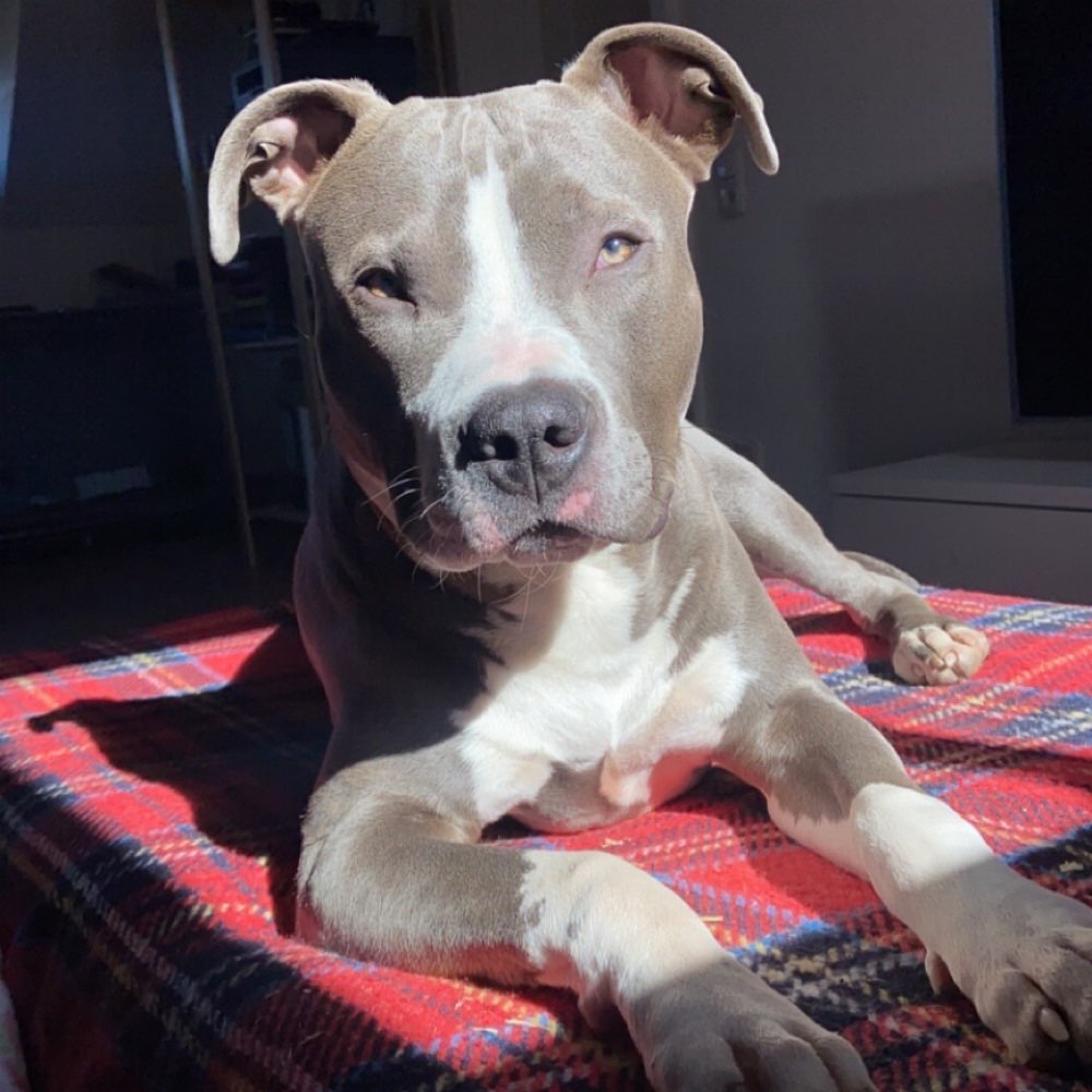 Hundetreffen-Spielgefährte gesucht-Profilbild