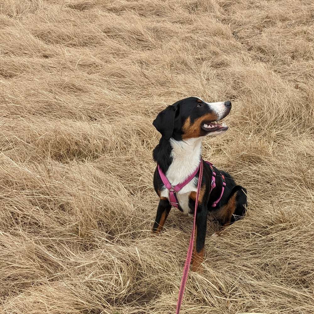 Hundetreffen-social walks / sozialisation-Profilbild