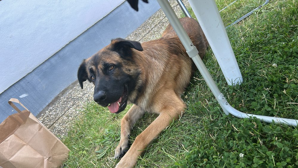 Hundetreffen-Gassirunde-Profilbild