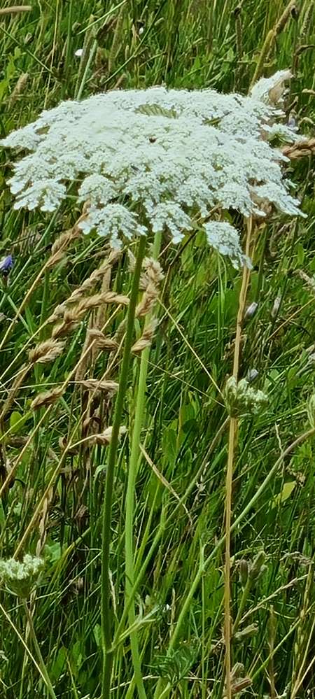 Giftköder-Bärenklau-Profilbild