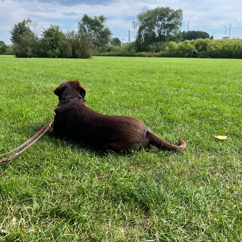 Hundetreffen-Spielgruppe Entenwerder-Profilbild