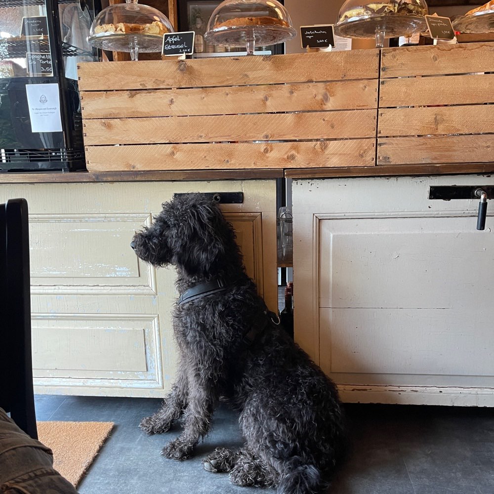 Hundetreffen-Spielen im Garten oder im Freien-Profilbild