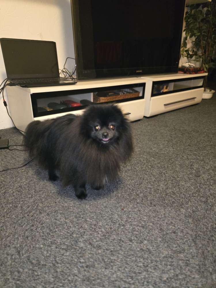 Suchmeldung-Kodi-Profilbild