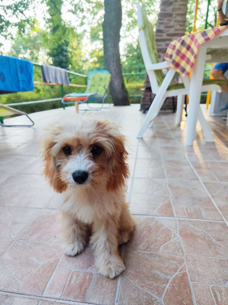 Hundetreffen-Welpentreff Mödling-Profilbild