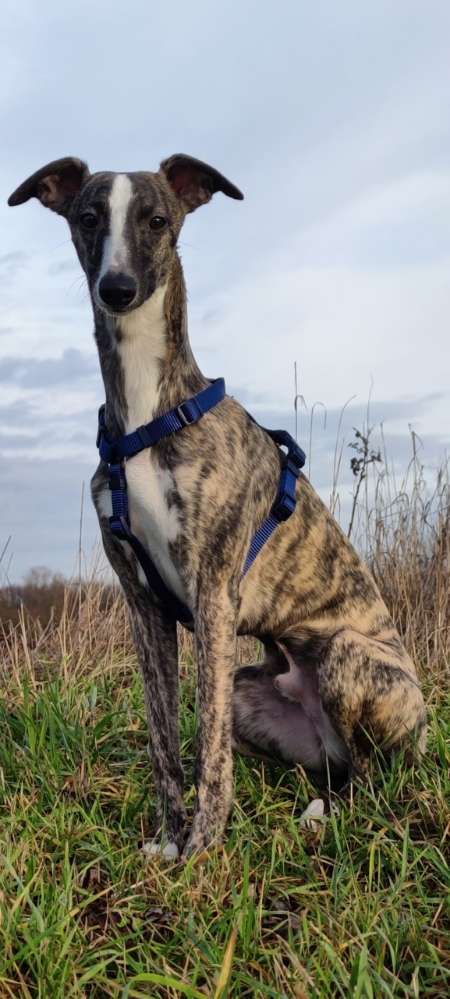 Hundetreffen-Suche windige Gefährten für meinen Pamuk zum spielen und lernen.-Profilbild