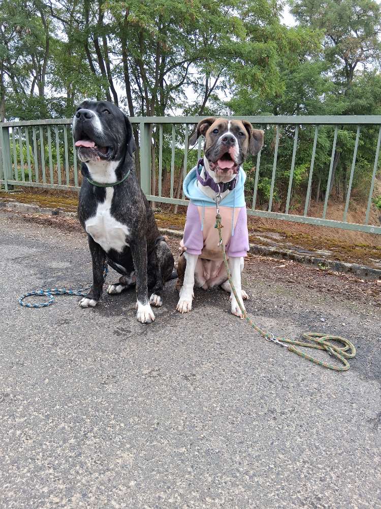 Hundetreffen-Gemeinsam unterwegs-Profilbild