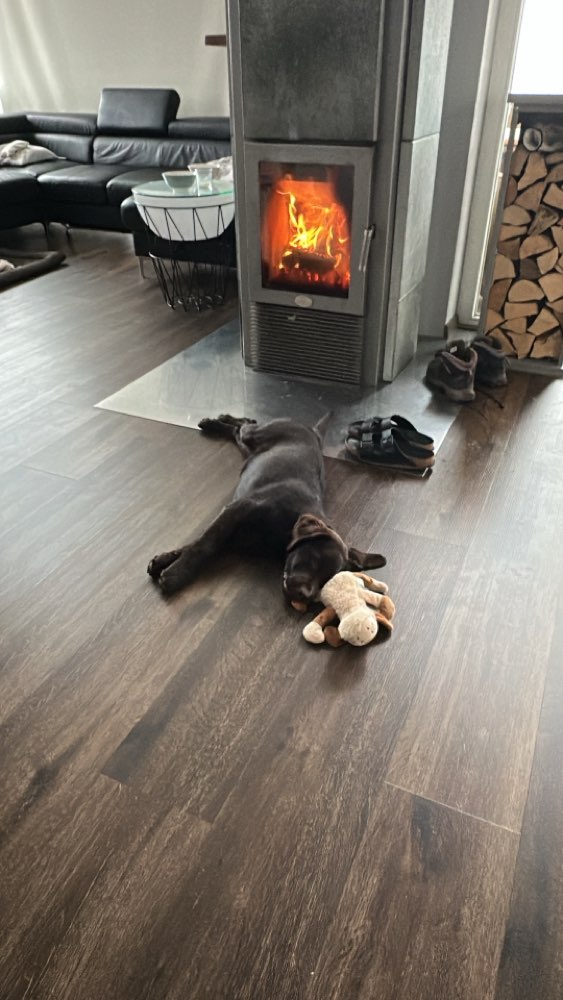 Hundetreffen-Flexibel-Profilbild