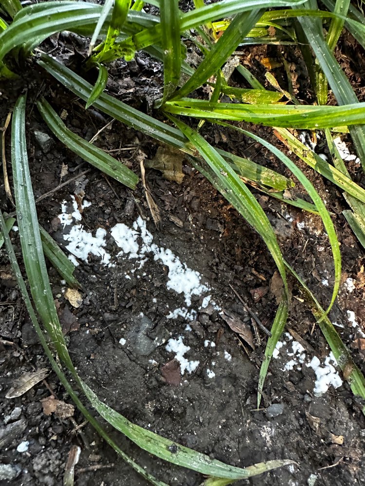 Giftköder-Weißes Pulver (Alpha-Chloralose?)-Profilbild