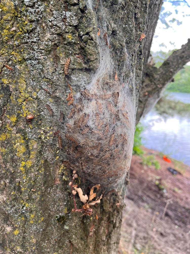 Giftköder-Eichenprozessionsspinner-Profilbild